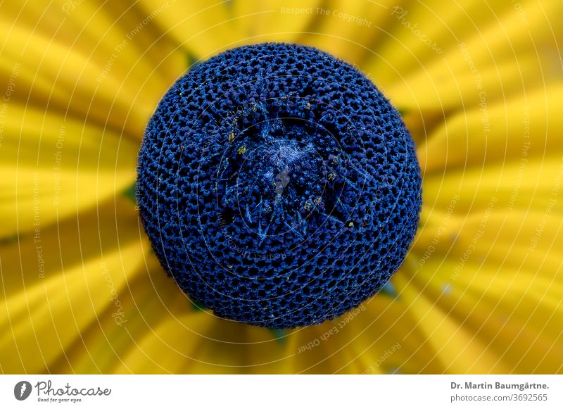 Rudbeckia fulgida, center of a flowerhead yellow strain cultivar bloom seleccion detail Compositae Asteraceae closeup