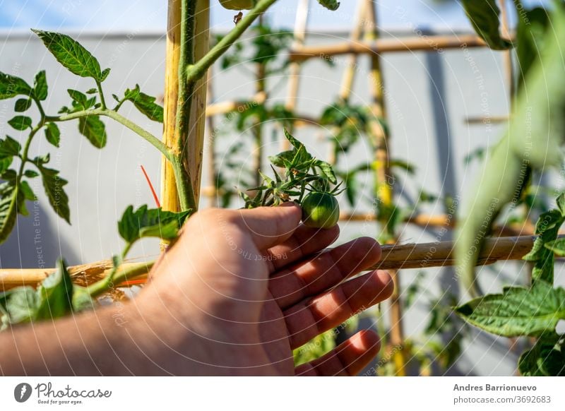 View of an urban vegetable garden planting in plastic planters on the terrace of the house, protected by a net. Selective focus yard row house farm grow