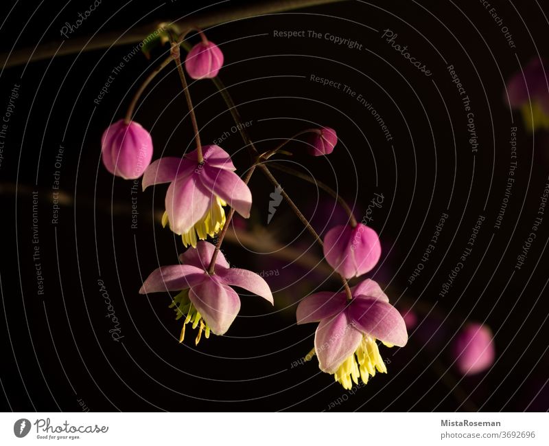 soft pink flower of the Chinese meadow-rue flowers Plant bleed Pink Stamen macro Garden Balcony