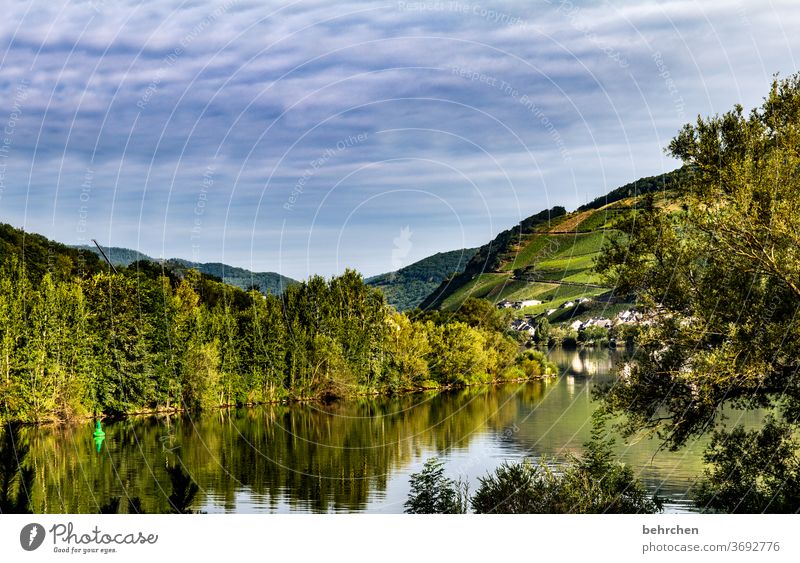 when the day begins Wine growing Vineyard Colour photo River Town Vacation & Travel Forest Hiking Nature Exterior shot Environment Clouds Sky Freedom