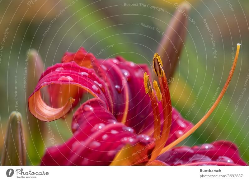 Daylily flower with more than 20 raindrops Hemerocallis Crimson Pirates hemerocallis x cultorum Nature Plant bleed Colour photo Close-up flowers