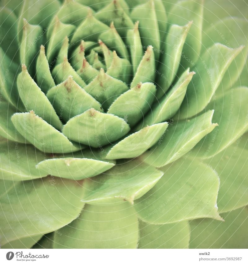 Symmetrical succulent Plant Succulent plants Colour photo Close-up Detail Deserted Pot plant natural Bizarre Thorny Macro (Extreme close-up) Exterior shot