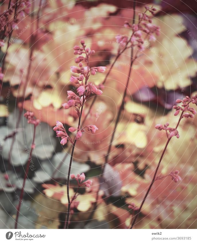 fragile Fragile Plant Close-up Colour photo Deserted Detail Copy Space top Thin Blade of grass Environment Stalk Exterior shot Near Growth Small Nature flaked