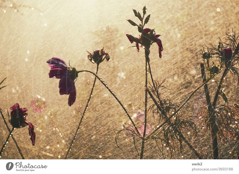 fun pool Glistening sparkling Mystic Fresh Colour photo Growth Light spring Garden plants stalks Delicate Glittering Beautiful weather Cosmea flower showered