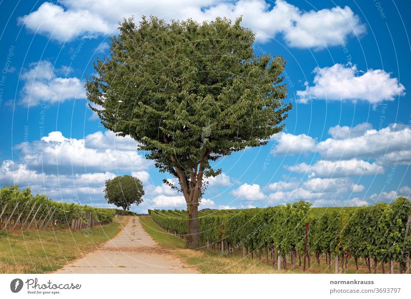 Vineyards in the Palatinate wine field vines mountains hillock wingert Autumn southern Palatinate Rhineland-Palatinate palatinate plants Landscape Agriculture