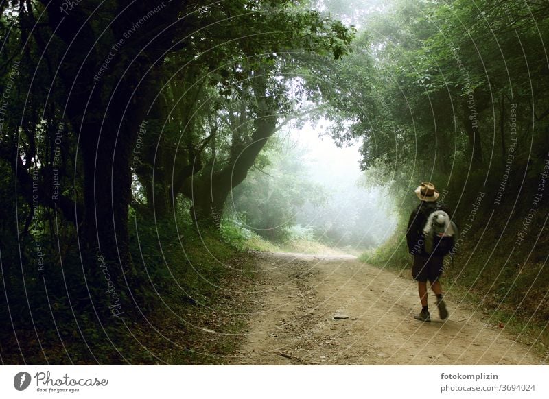 Hiker with hat on a shady path leading into the light wanderer Hiking Lanes & trails off Hat Future Going Footpath To go for a walk Forest trees Calm Relaxation