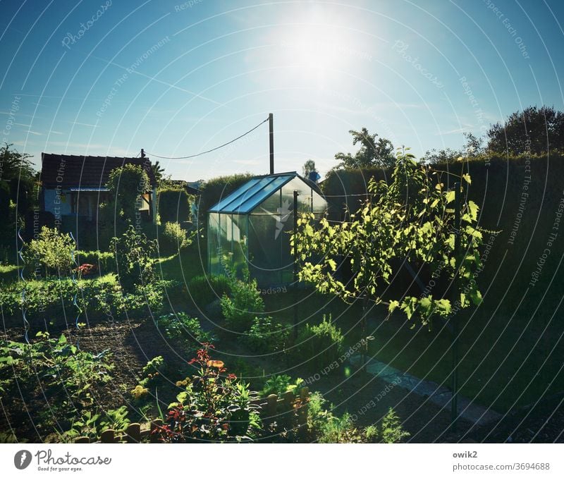 Eldorado Garden Bushes Tree Hut Gardenhouse door Window Garden Bed (Horticulture) Idyll Exterior shot Deserted Long shot Sunlight Copy Space top Illuminate