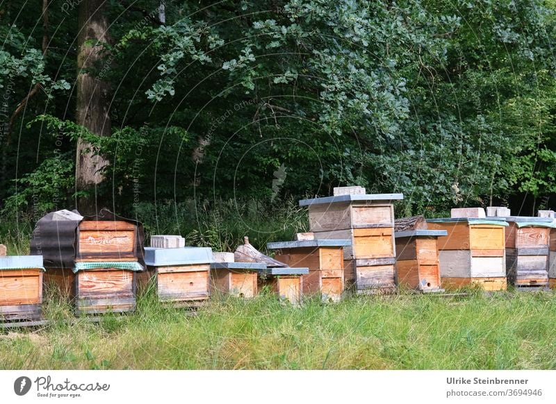 Beehives at the edge of the forest bee colony Bee-keeping Magazine booty bee box Honeybees Prey Box Meadow Edge of the forest Nature Work and employment