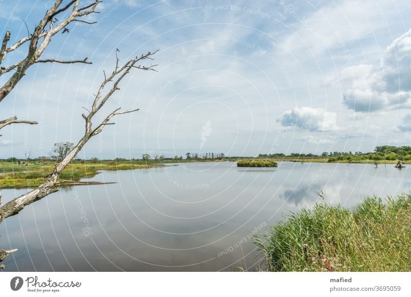 Summer day in the nature reserve Geltinger Birk II Landscape Water Beautiful weather Exterior shot Deserted Sky Subdued colour Calm Day green Blue Relaxation