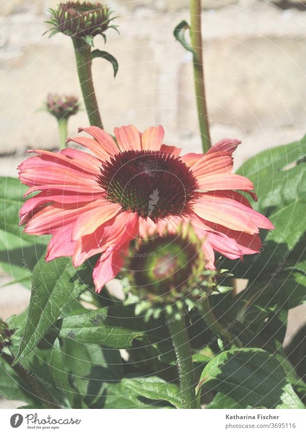 Sun hat flowers Rudbeckia Nature Exterior shot Colour photo Deserted Plant Wild plant Day green bleed Meadow spring Summer Garden Beautiful weather Poppy Red