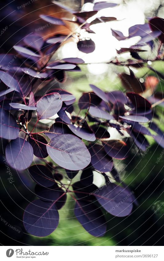 autumn leaves Autumn Colouring bokeh shrub Plant