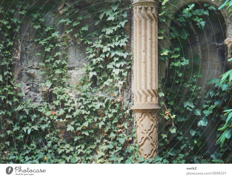 Old cemetery Cemetery Exterior shot Sunlight Deserted Grave Colour photo Lose Grief Sadness Death Hope Plant Calm Contrast Nature Pain Hedge Subdued colour Past