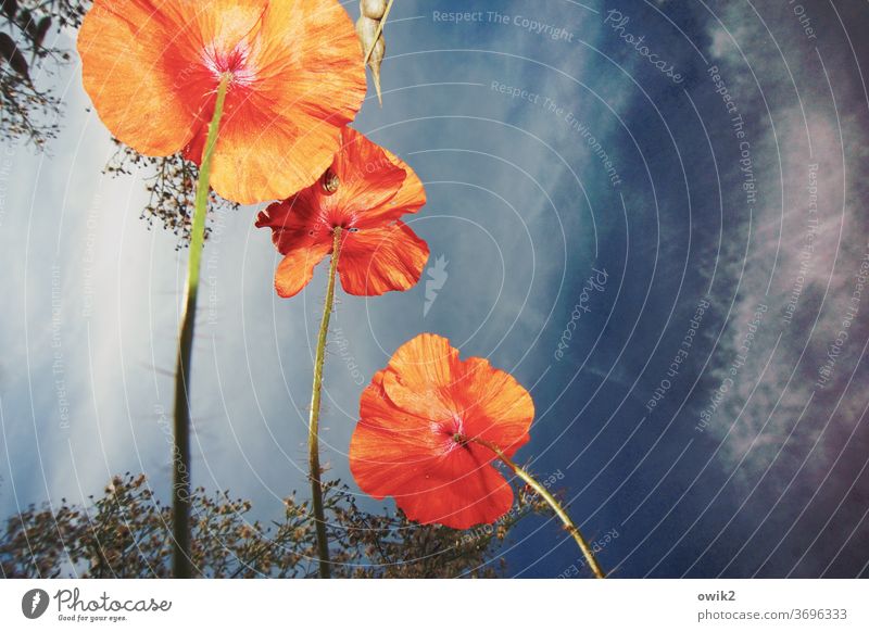 Poppy from below bleed Meadow Summer Blossoming Plant flowers Nature Copy Space top Deserted Growth Colour photo Red Environment Shallow depth of field