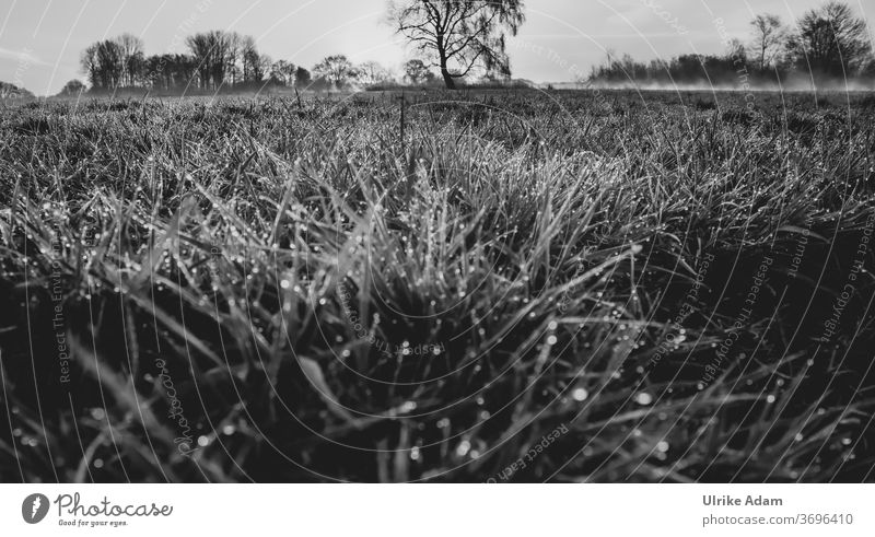 Morning dew in the Teufelsmoor - dew drops in the grass with morning mist in the background Black & white photo Nature Landscape Meadow Environment Fog Plant