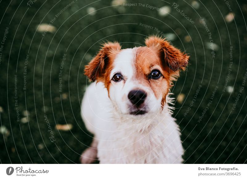 portrait of cute jack russell dog smiling outdoors sitting on the grass, summer time waiting purebred small lifestyle lawn jack russel terrier space brown