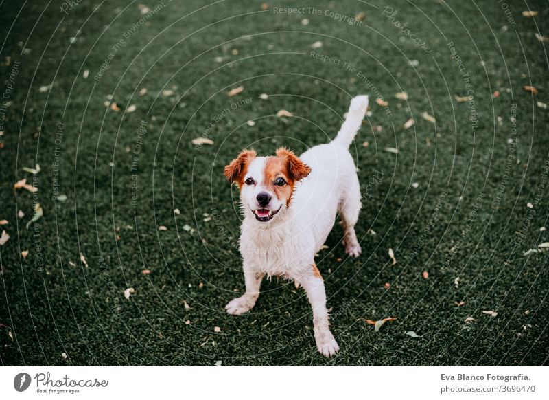 portrait of cute jack russell dog smiling outdoors sitting on the grass, summer time waiting purebred small lifestyle lawn jack russel terrier space brown