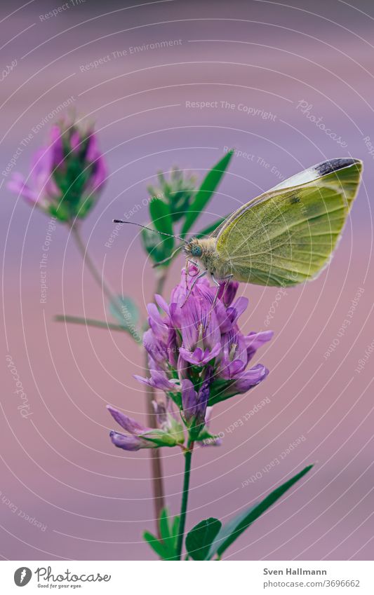 Schmeterling sits on flower Detail Nature Exterior shot Summer spring Day Close-up Macro (Extreme close-up) Small Plant Garden Pastel tone Insect bleed flowers