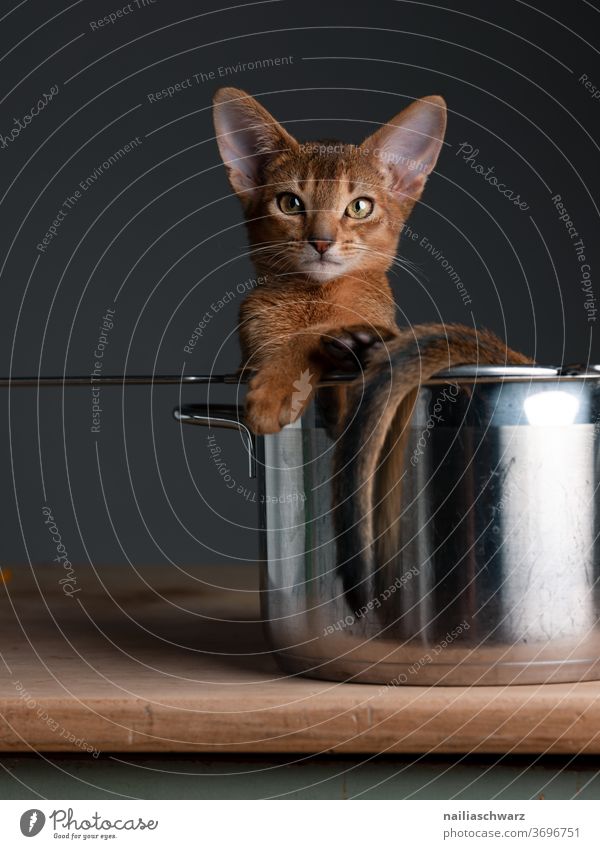 Lusia, watching cat in pot Cat Kitten Animal portrait Funny Cute Cuteness Pot Crockery Domestic cat Studio shot Studio lighting Red Red-haired Abyssinian