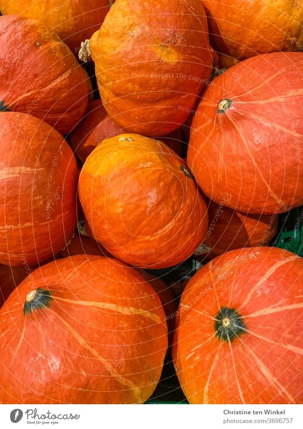 Hokkaido Pumpkins Hokkaido pumpkin Pumpkin time gourd Summer Autumn Nutrition Harvest Orange cucurbita maxima Maroni Pumpkin Delicious salubriously Vegetable