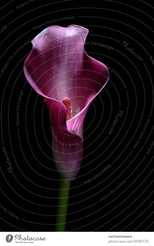 Zantedeschia flowers Purple Flower purple blossom Nature cut flower Black already Beauty & Beauty Beauty of nature Ostrich black background Elegant Colour photo