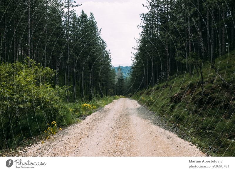 View of the dirt road going through the mountain forest autumn background beautiful cloudy country countryside day empty environment evergreen foliage gravel