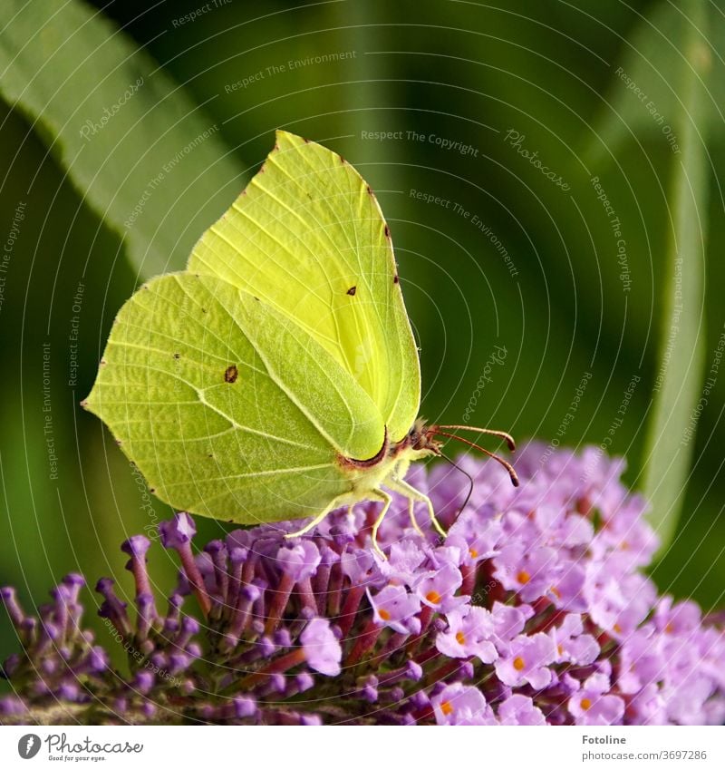 Wonder of nature - or a beautiful lemon butterfly nibbles on a butterfly bush Butterfly Insect Grand piano Animal Feeler Nature Macro (Extreme close-up)