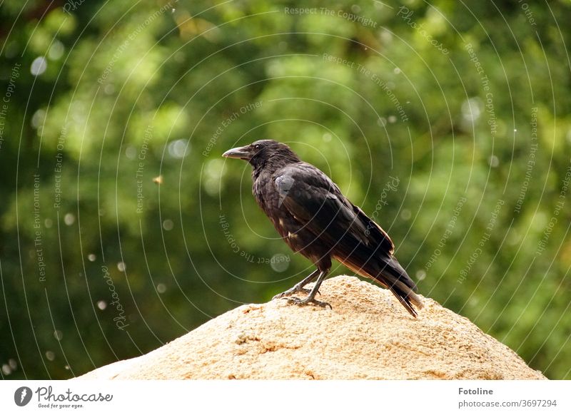 A crow sits on a big stone and looks around. In the background pollen is flying through the air Crow raven birds Black Animal Raven birds Feather Beak Nature