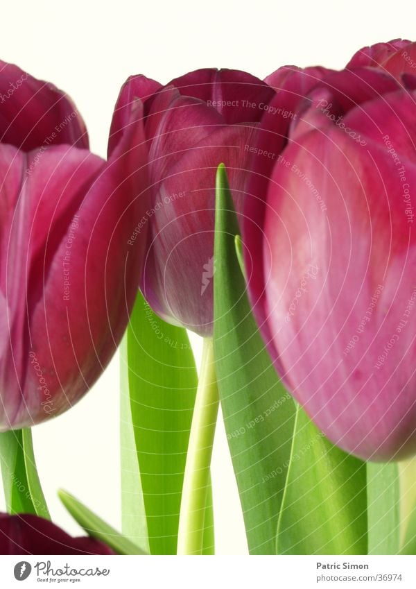 TuliPane Tulip Flower Red Green Leaf Macro (Extreme close-up) Nature