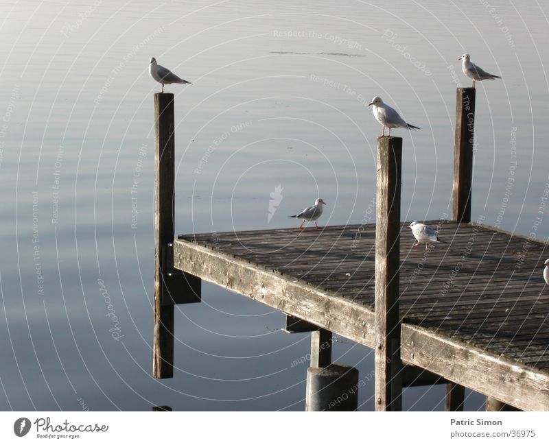 Seagulls at the jetty Footbridge Moody Animal Bird seagulls Pole Water Evening