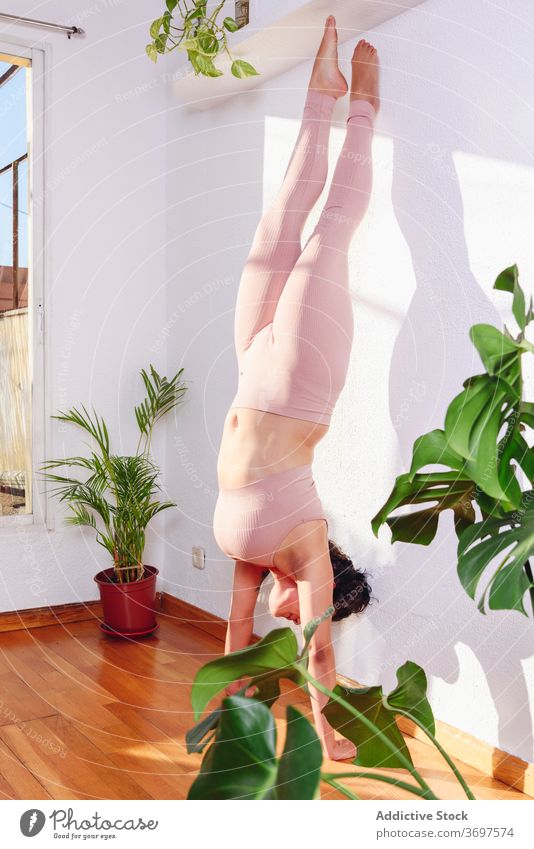 Tranquil woman practicing yoga at home female practice flexible handstand tranquil healthy balance asana wellness stretch harmony adho mukha vrksasana body