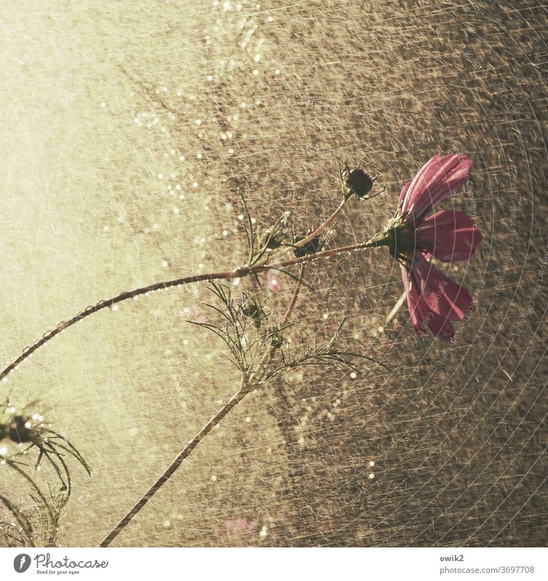 Flower shower Cosmea Cosmea flower Beautiful weather bleed Cosmos Wild plant Mysterious Long shot Detail Passion Environment Summer daylight