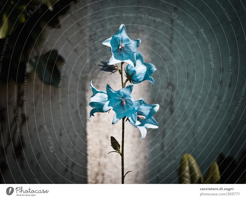 what a lovely day Sunlight Summer Beautiful weather Plant Flower Bluebell Garden Wall (barrier) Wall (building) Dark Cold Curiosity Trashy Town