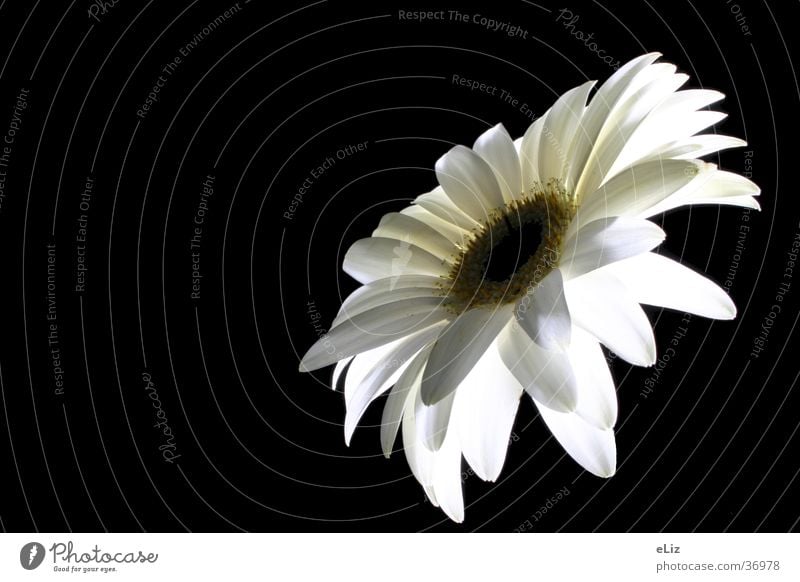 white gerberas Flower Gerbera Plant White white blossom Nature