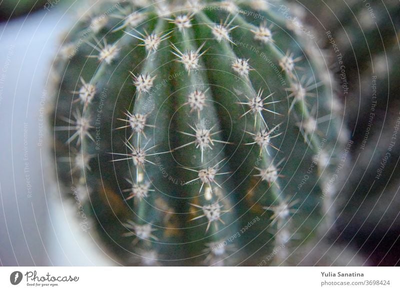 selective focus at the surface of the cactus nature plant green background flower growth closeup summer natural beautiful flora agriculture garden fresh macro