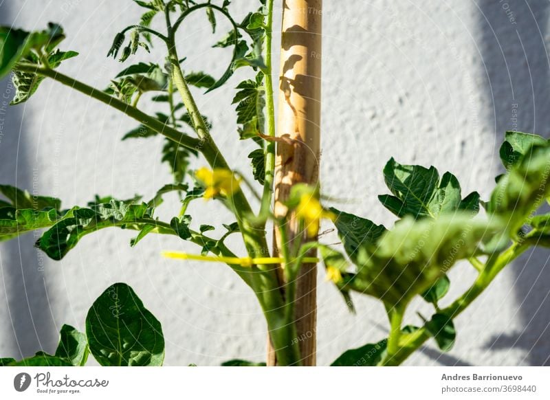 View of an urban vegetable garden planting in plastic planters on the terrace of the house, protected by a net. Selective focus yard row house farm grow