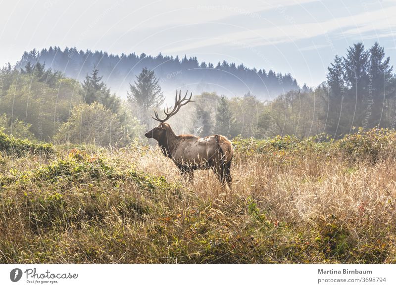 Elk with royal stags poses on a meadow in the Yosemite National Park antlers majestic elk male wild animal nature wildlife grass mammal red national park autumn