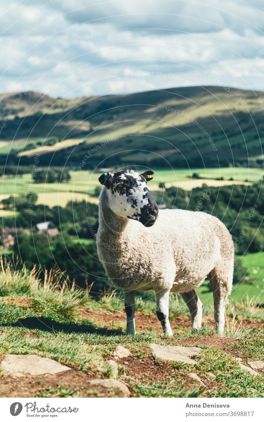 Edale staycation during summer edale view uk england sheep goat hill homeliday local travel valley scenery scenic nature countryside derbyshire landscape peak