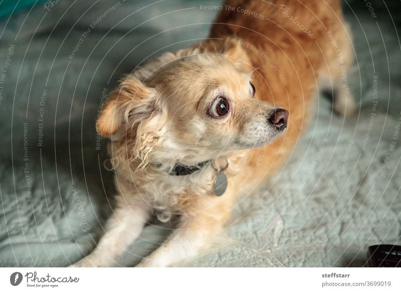 Blond Chihuahua dog with a funny surprised expression Surprised alarmed Dog bed pet canine female dog longhaired dog animal cute cuddly large eyes