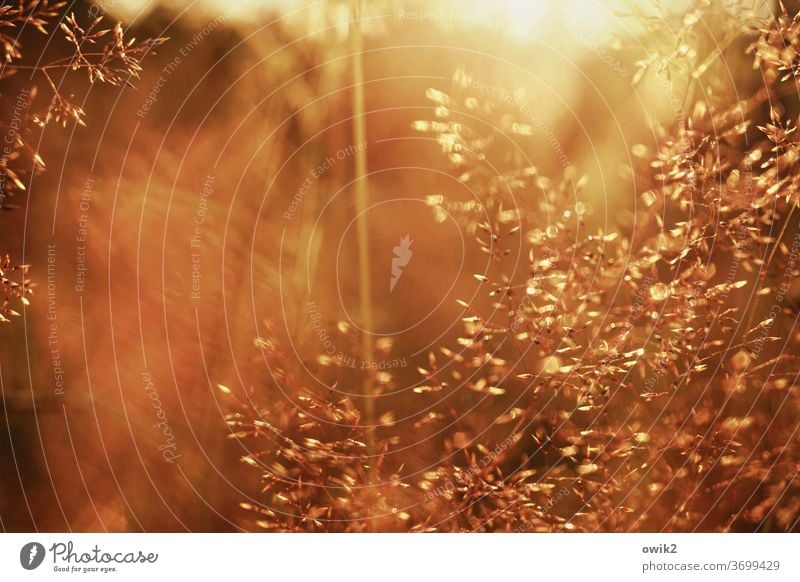 Warm evening Meadow grasslands Grass Near Small Close-up Nature Plant Exterior shot stalks Growth Shallow depth of field Environment Macro (Extreme close-up)