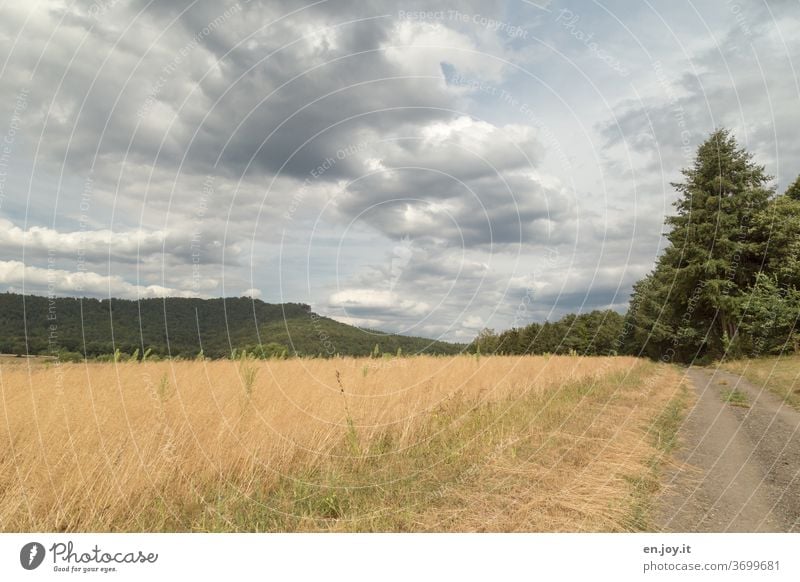 dirt road off the beaten track Gravel road Field tree hillock palatinate Rhineland-Palatinate Promenade Landscapes Sky Clouds Wide angle Horizon Idyll Deserted