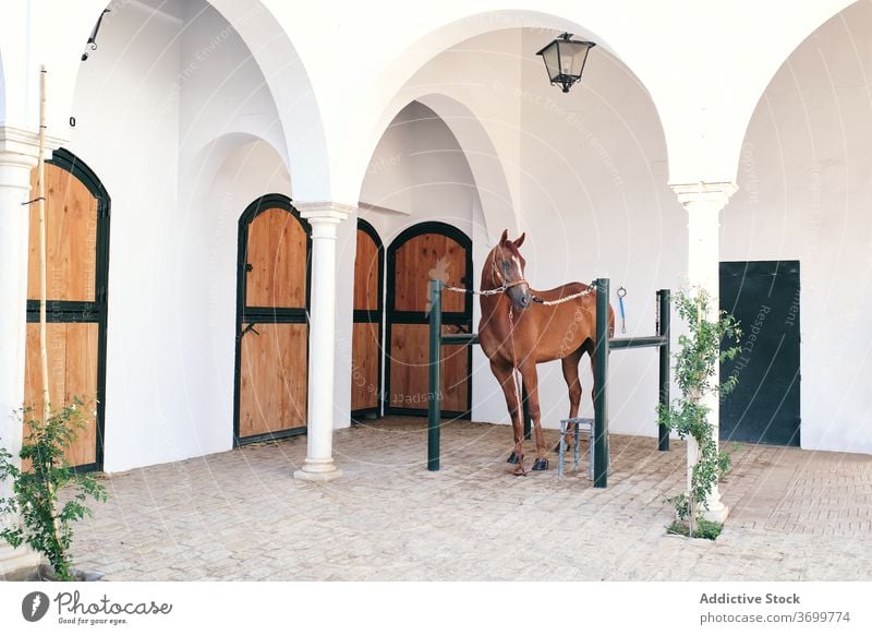 Charming chestnut horse in yard stallion grace animal purebred courtyard countryside stand fence barrier wooden tied tranquil relax farm rural summer calm