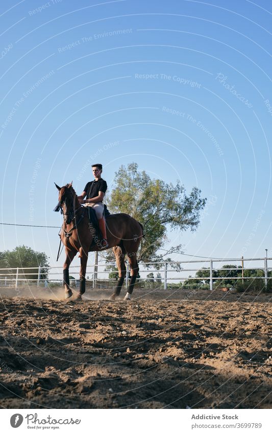 Male rider on chestnut horse dressage equestrian horseback man paddock arena horseman male jockey sand ranch summer animal rural sit countryside mammal young