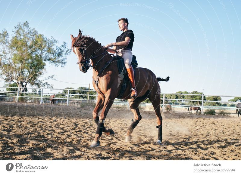 Male rider on chestnut horse dressage equestrian horseback man paddock arena horseman male jockey sand ranch summer animal rural sit countryside mammal young