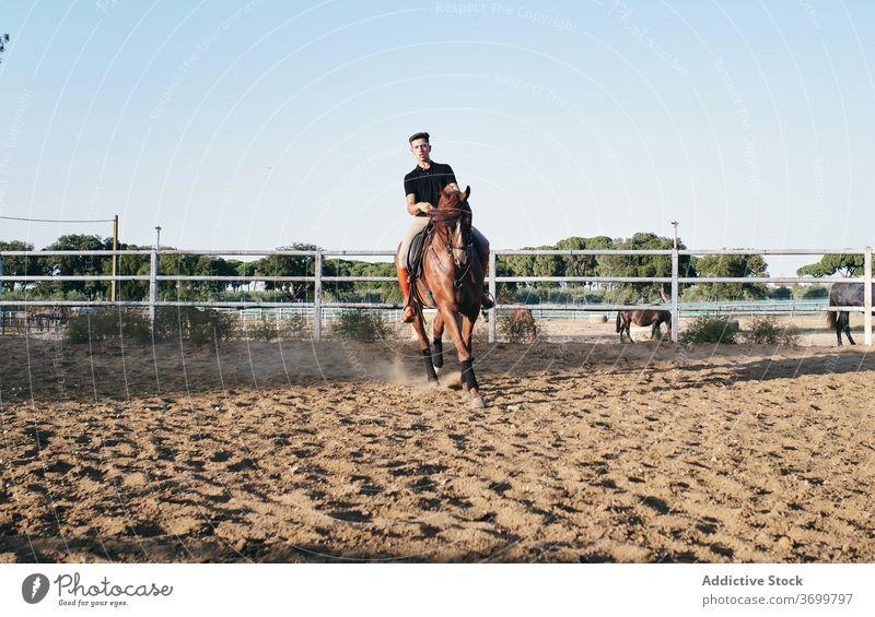 Male rider on chestnut horse dressage equestrian horseback man paddock arena horseman male jockey sand ranch summer animal rural sit countryside mammal young