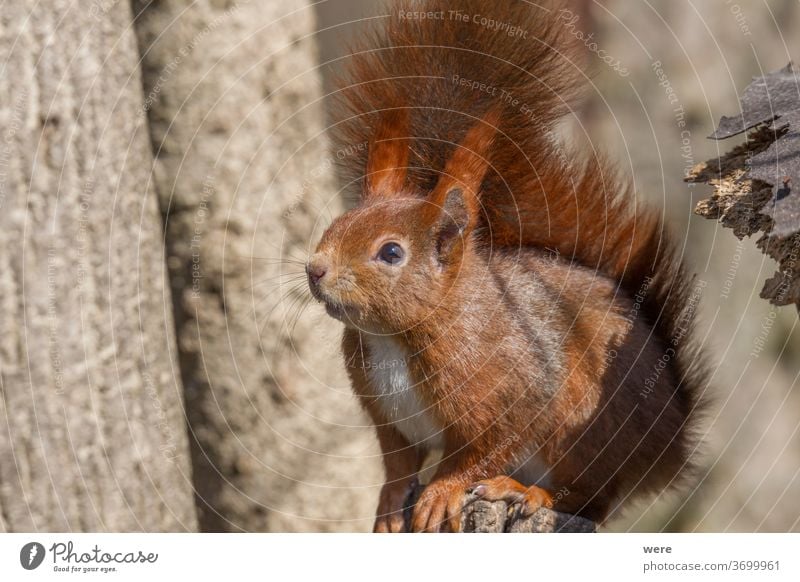 European brown squirrel in winter coat on a branch in the forest Background Sciurus vulgaris animal branches copy space cuddly cuddly soft cute