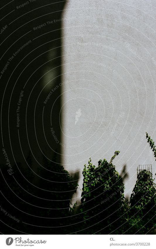 shade plant Shadow Gray Green Abstract Wall (building) Concrete Dark Ivy Exterior shot Plant Deserted Tendril Contrast