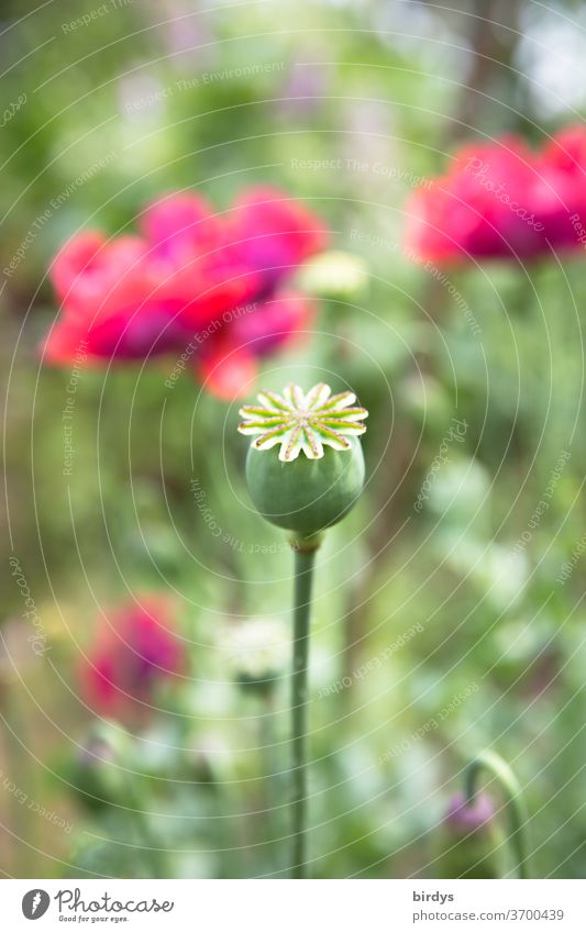 ripe opium poppy capsule, blurred poppy blossoms in the background Opium poppy Intoxicating plant Intoxicant Close-up Poppy capsule Garden