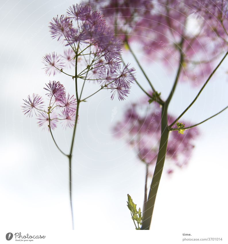 Antispasmodic Plant Delicate Pink Garden Sky Airy Inspiration Easy angelica Deep depth of field Blur Back-light Sunlight Silhouette Deserted Nature Perspective