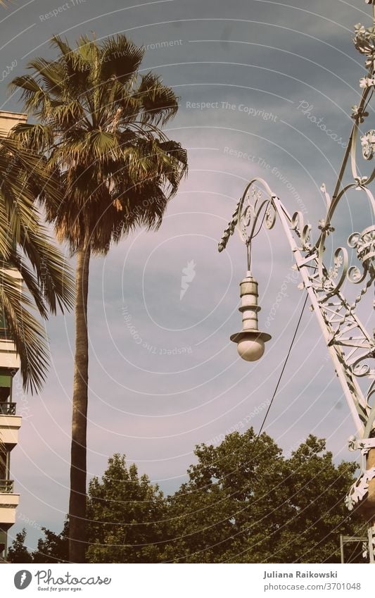 Palm tree and lantern in Barcelona Summer Sky Sun Sunbeam Sunlight Spain Exterior shot Vacation & Travel Tourism Beautiful weather Day Trip Summer vacation