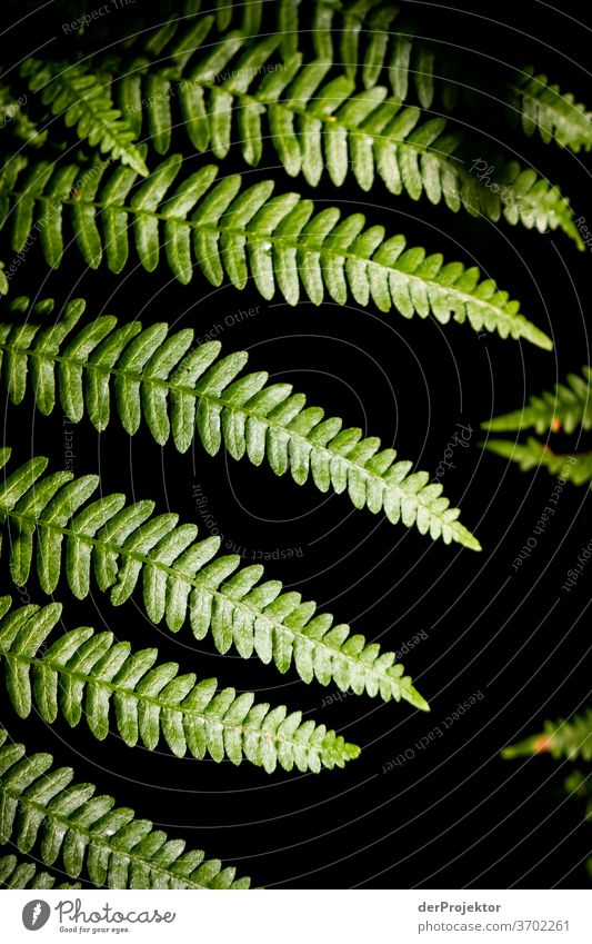 Fern in the forest Shallow depth of field Back-light Sunbeam Sunlight Light (Natural Phenomenon) Reflection Silhouette Contrast Shadow Day Copy Space middle